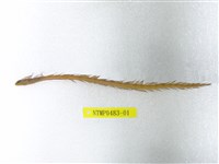 藏品(帶鳚)的圖片